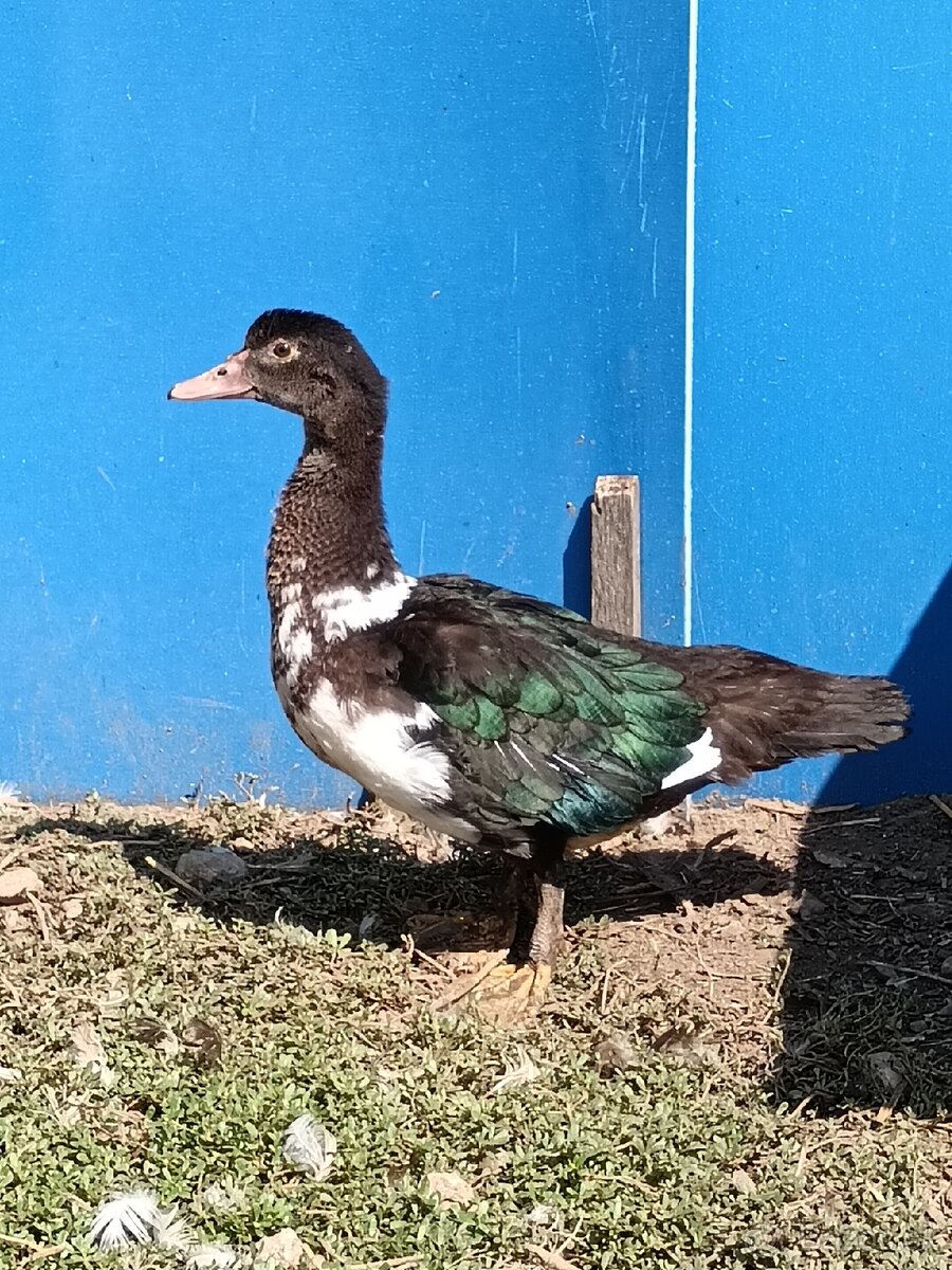 čínske kačice