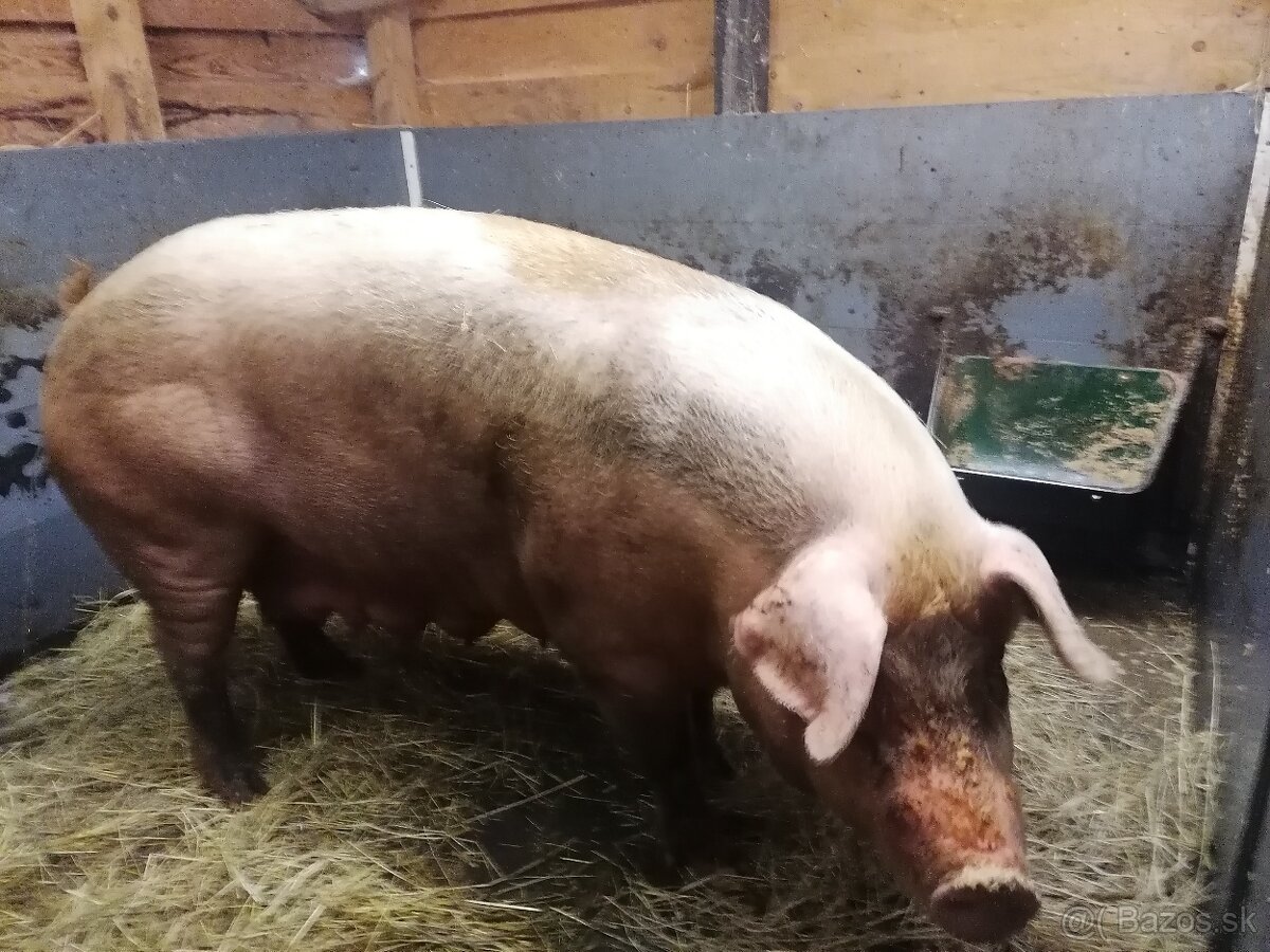 Predám prasnicu a odstavčata