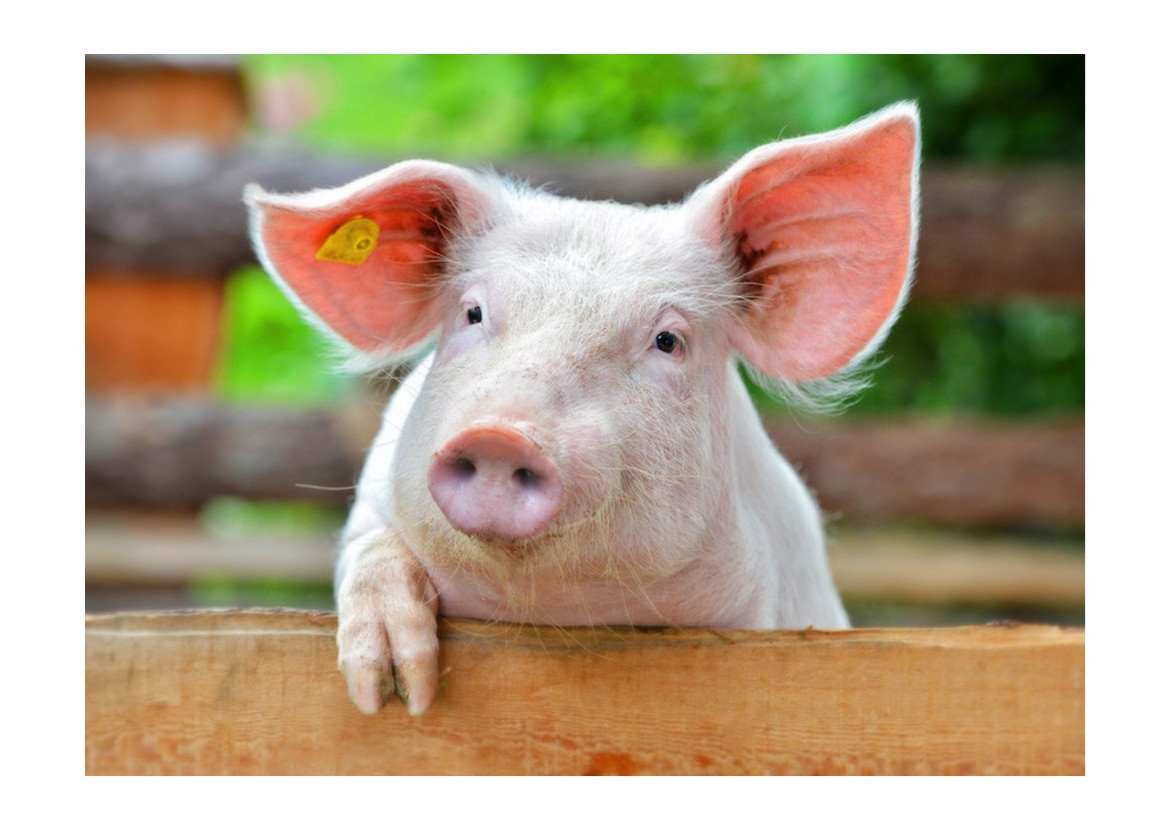 Predám prasatá odstavčatá