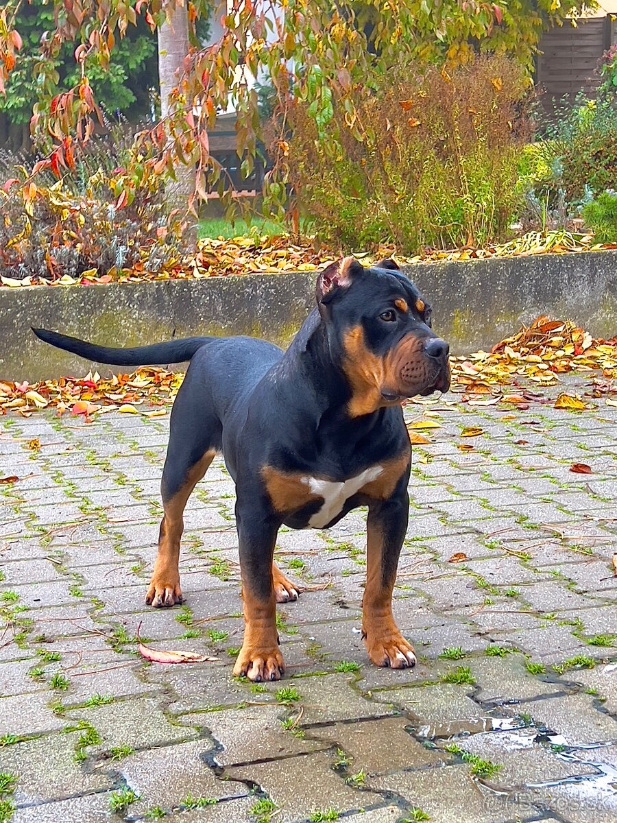 AMERICAN BULLY XL s PP