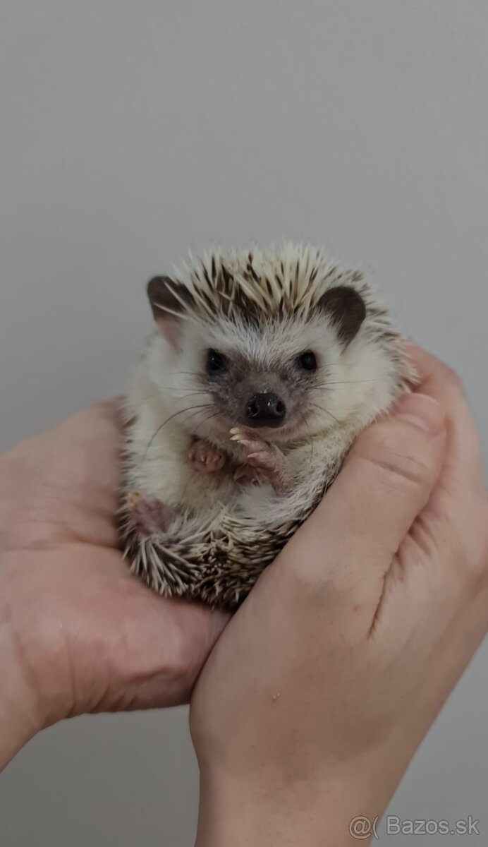 Ježko africký bielobruchý