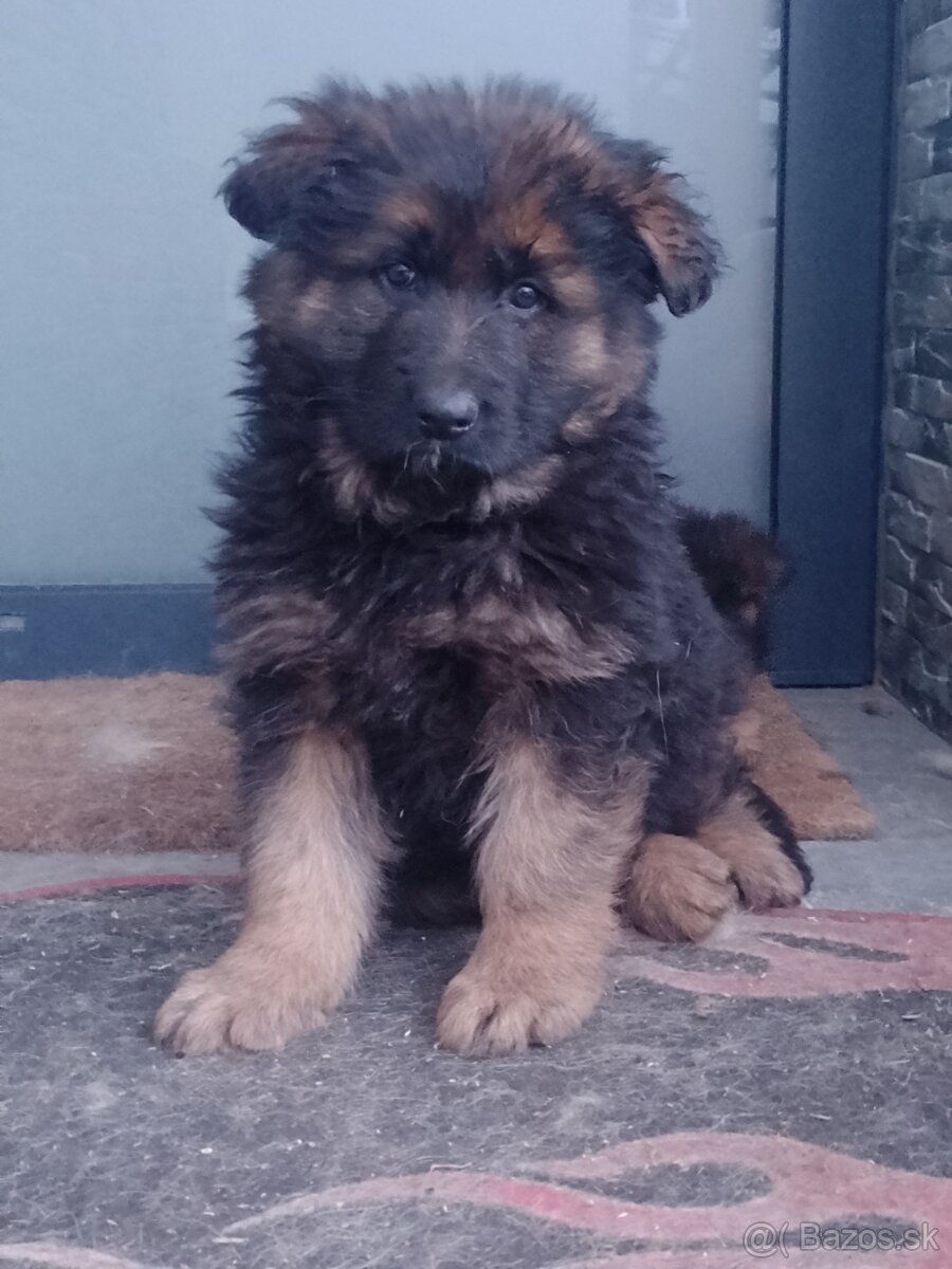 Nemecký ovčiak šteniatka