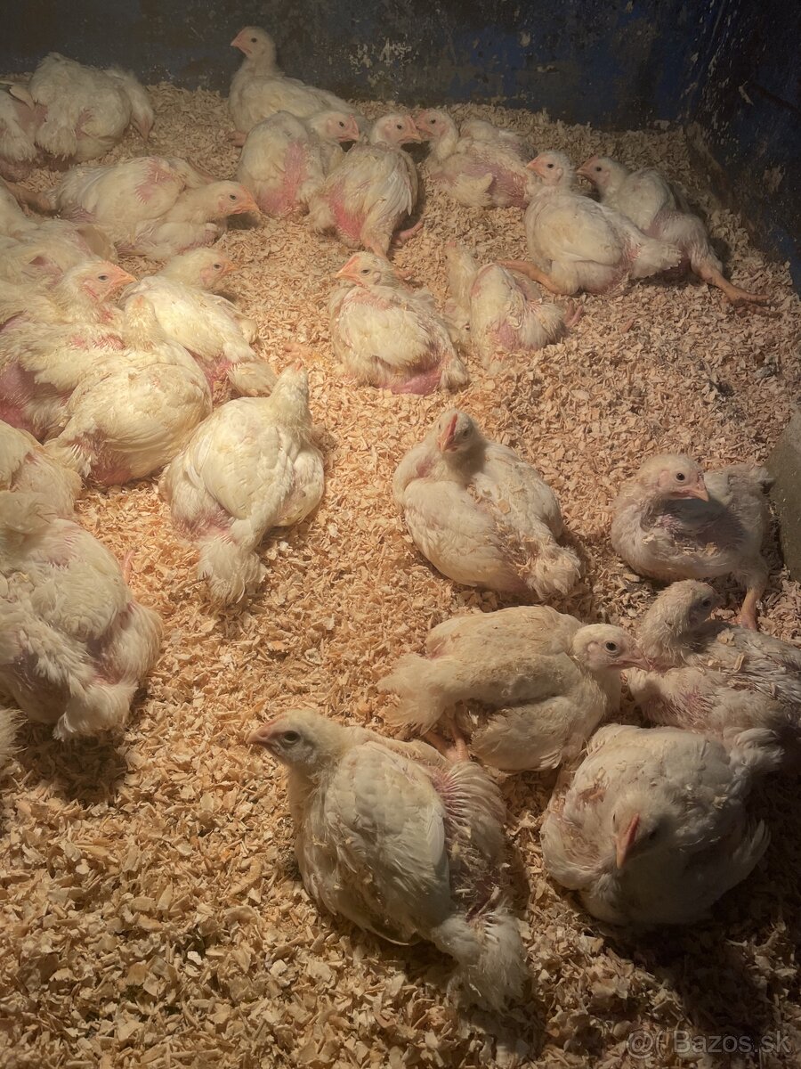 Brojlerové kurčatá——rezervácie ☎️