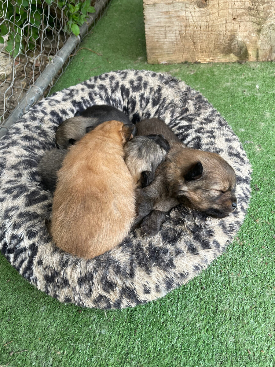 Pomeranian - Nemecky trpasličí špic - šteniatka