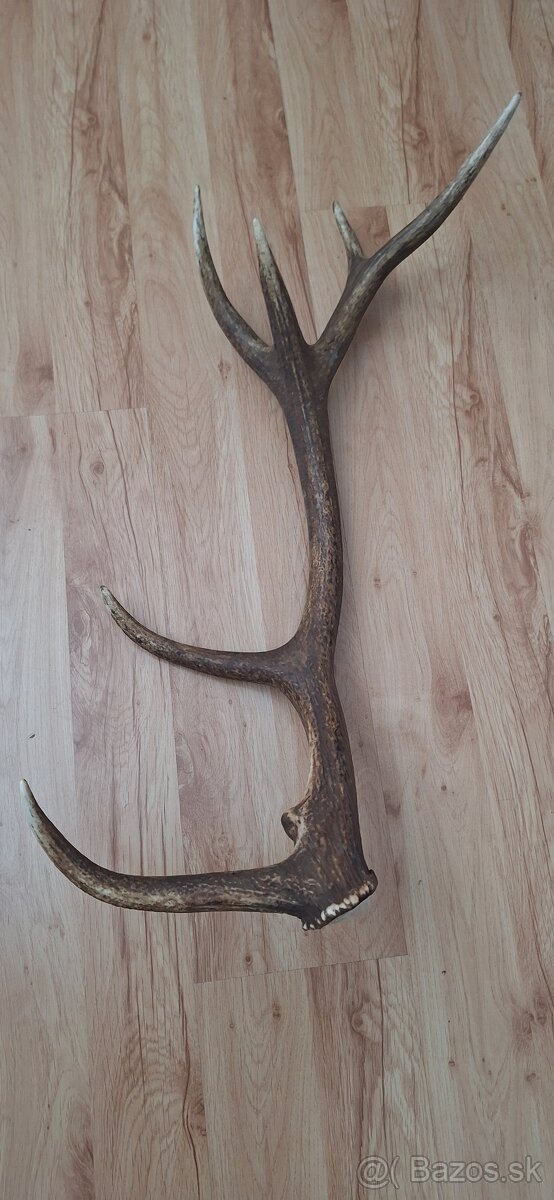 Predám 1,6 kg zhod na kilá