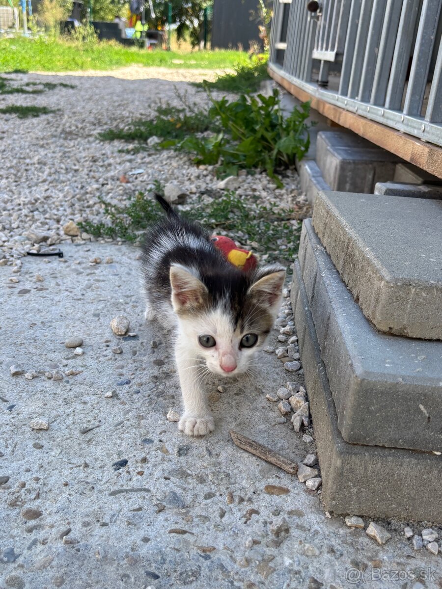 Darujem mačiatka na foto