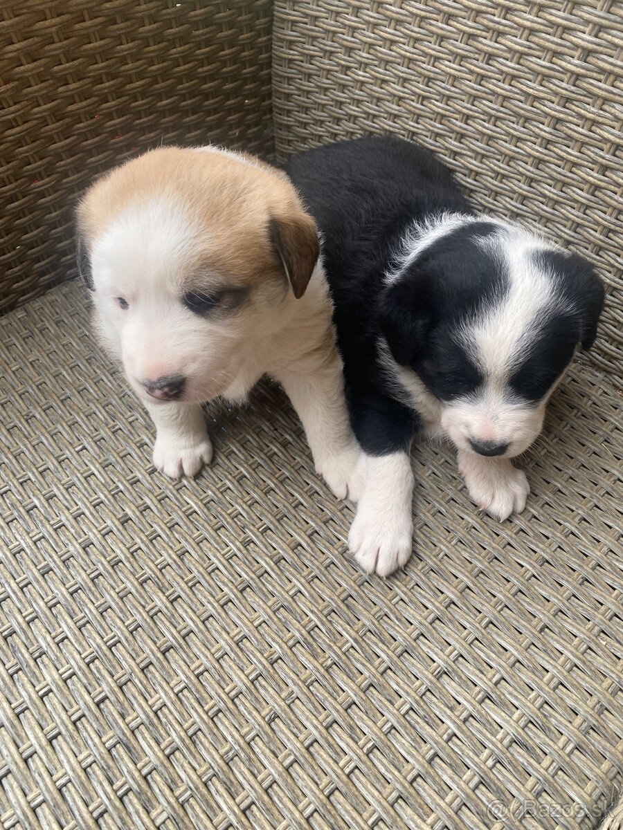 Šteniatka Labradora retrievera