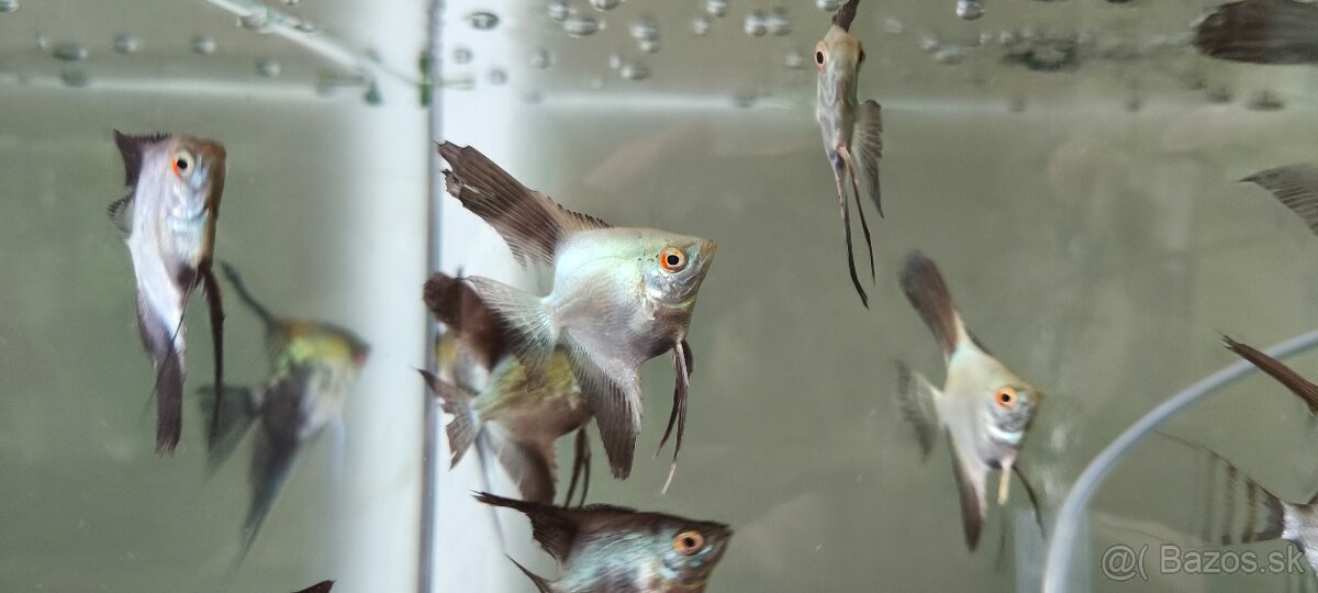 Pterophyllum Bulgarian