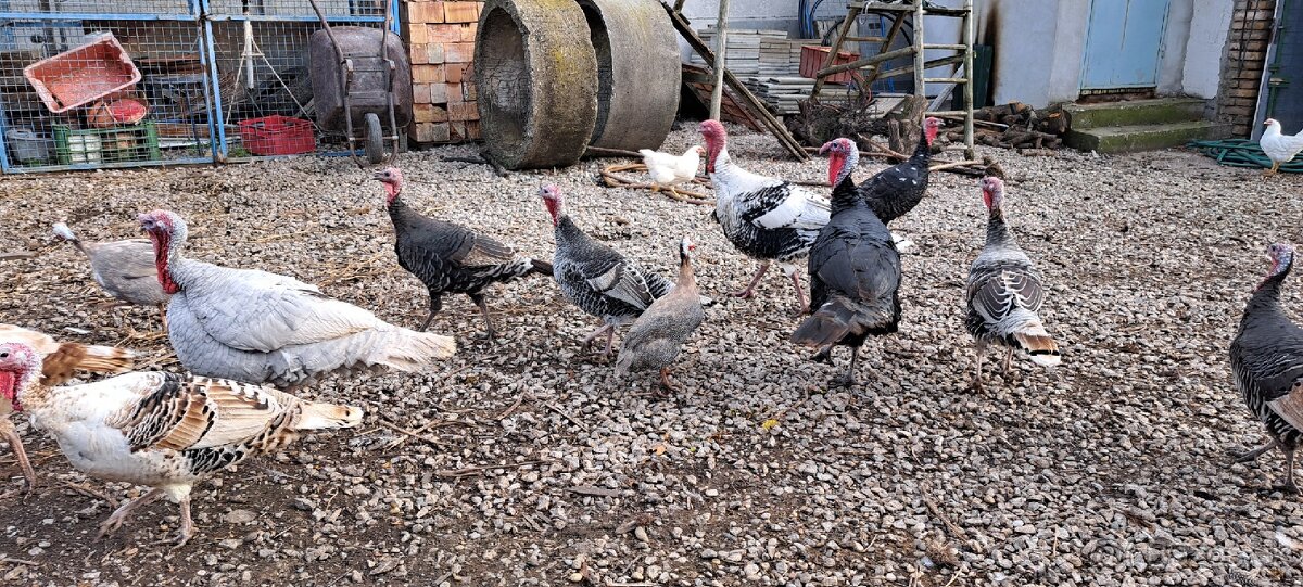 Predám , husy kacice kohuty atd.