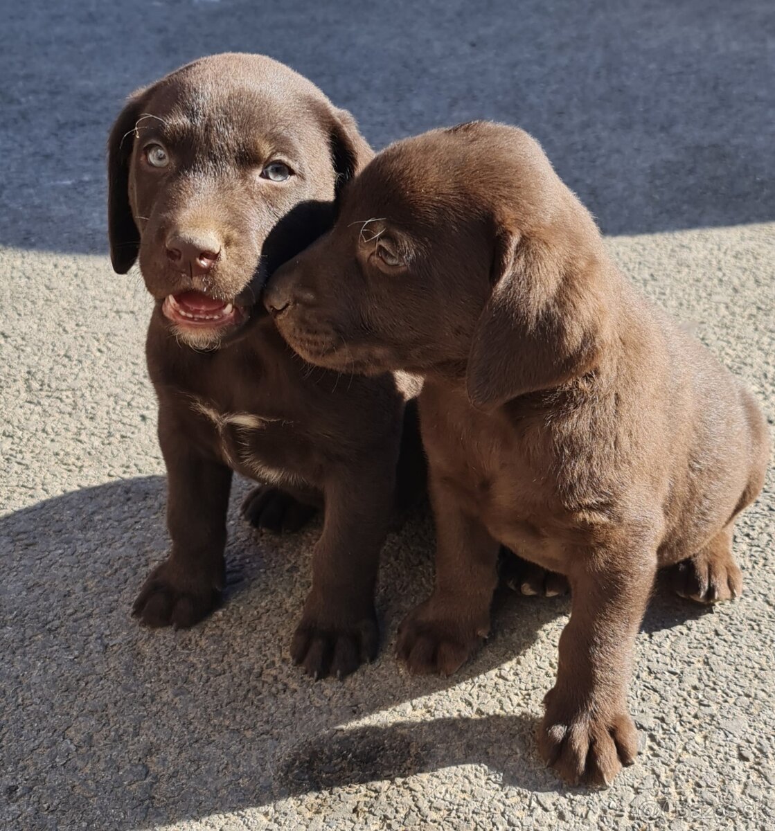 Labrador