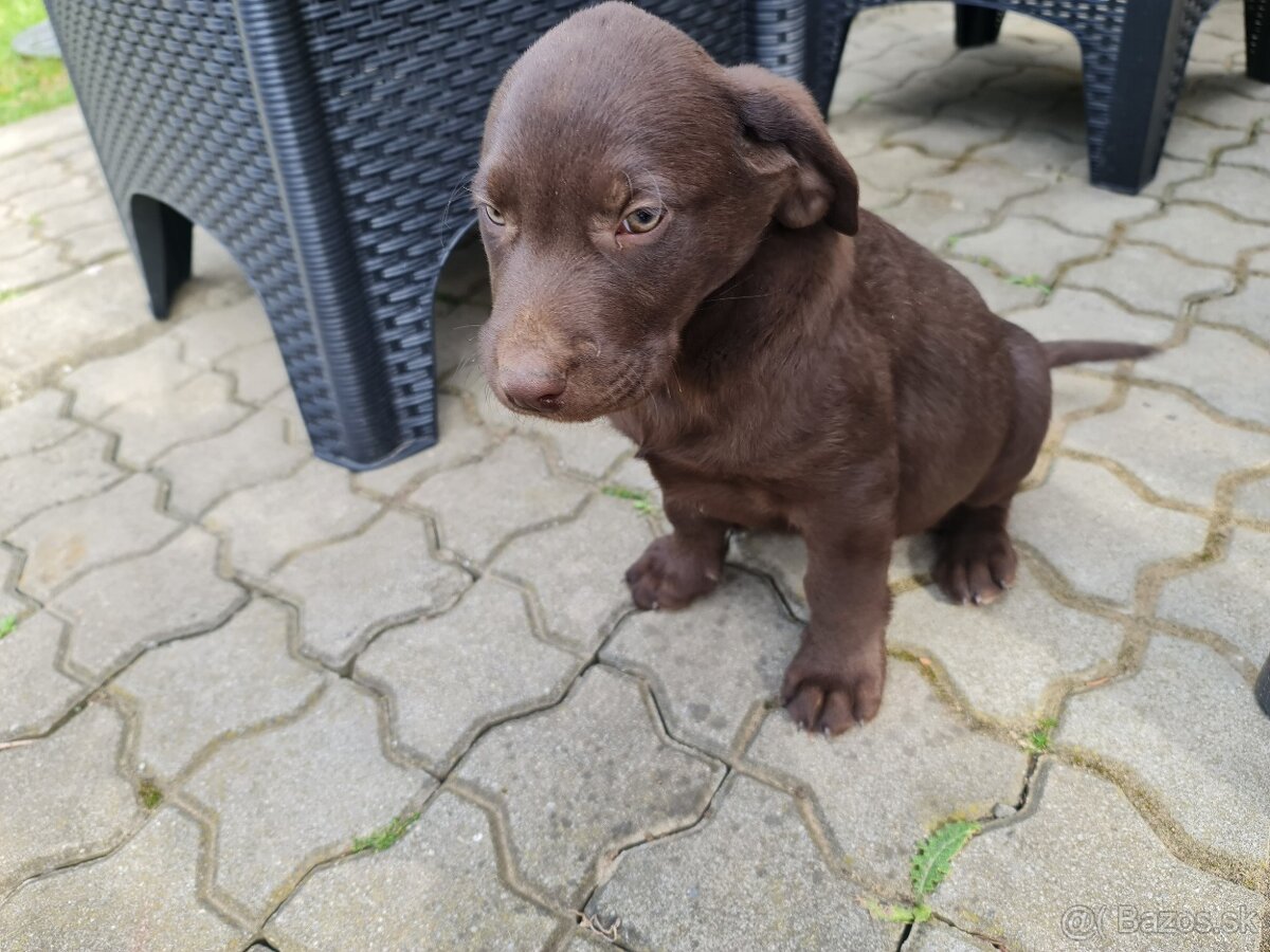 Labrador
