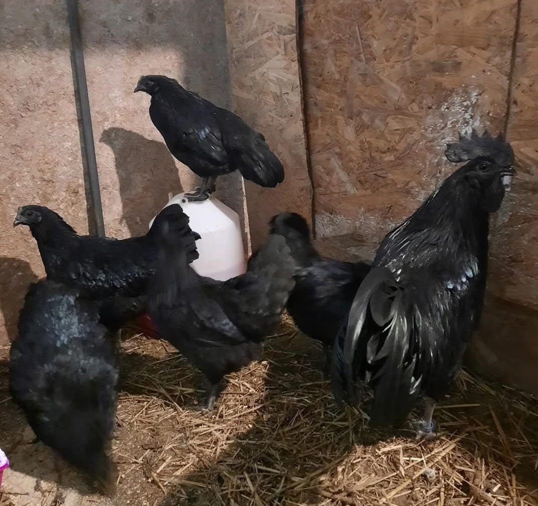 Predám kuriatka ayam cenami