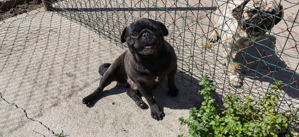 Mops na predaj