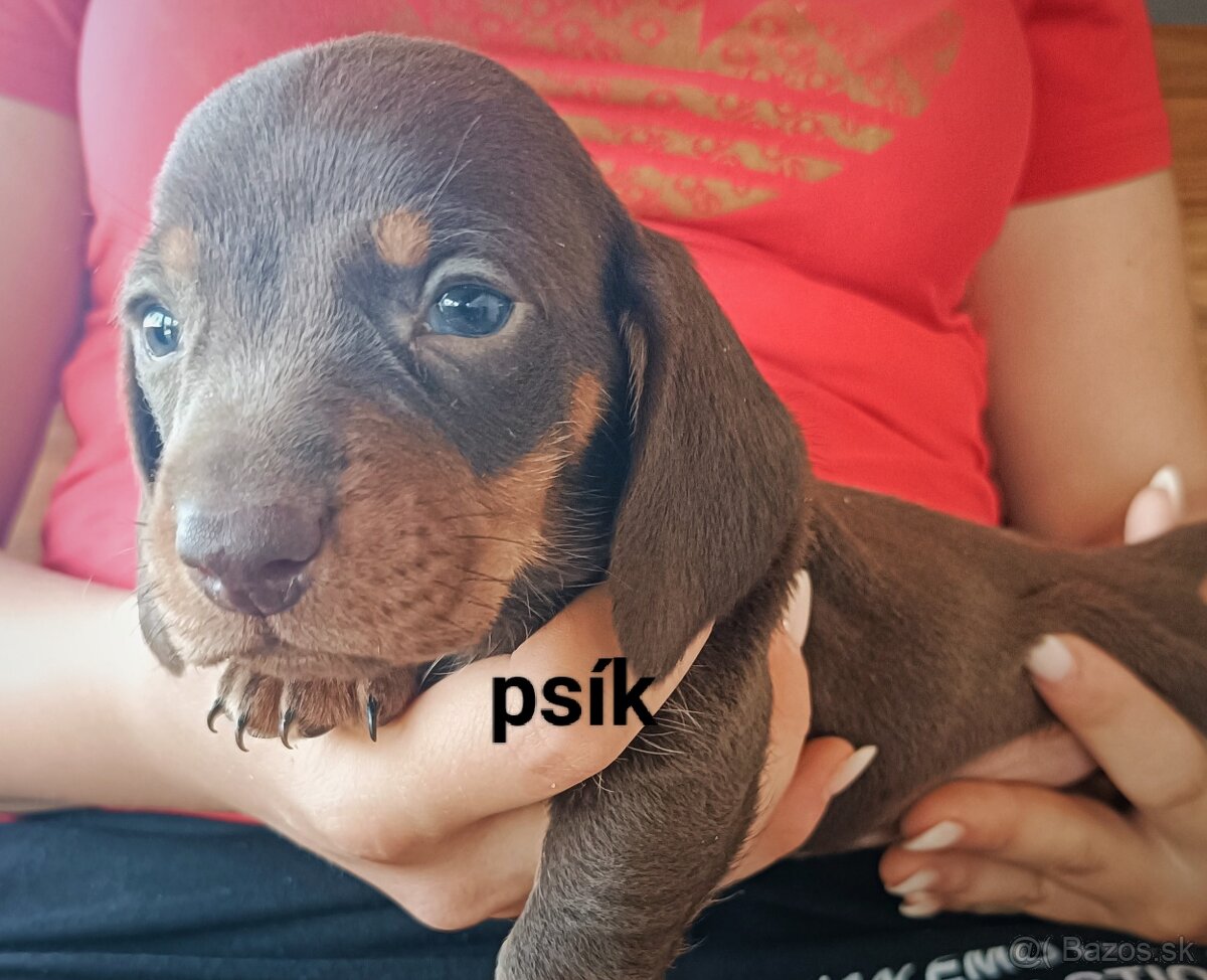 Jazvečik