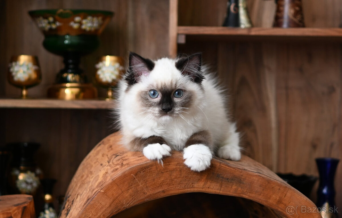 RAGDOLL mačička s rodokmeňom / PP/, odber júl
