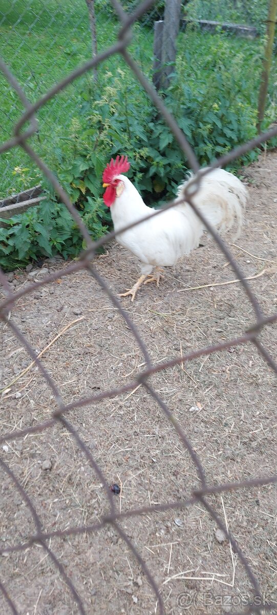 Kohut leghorn