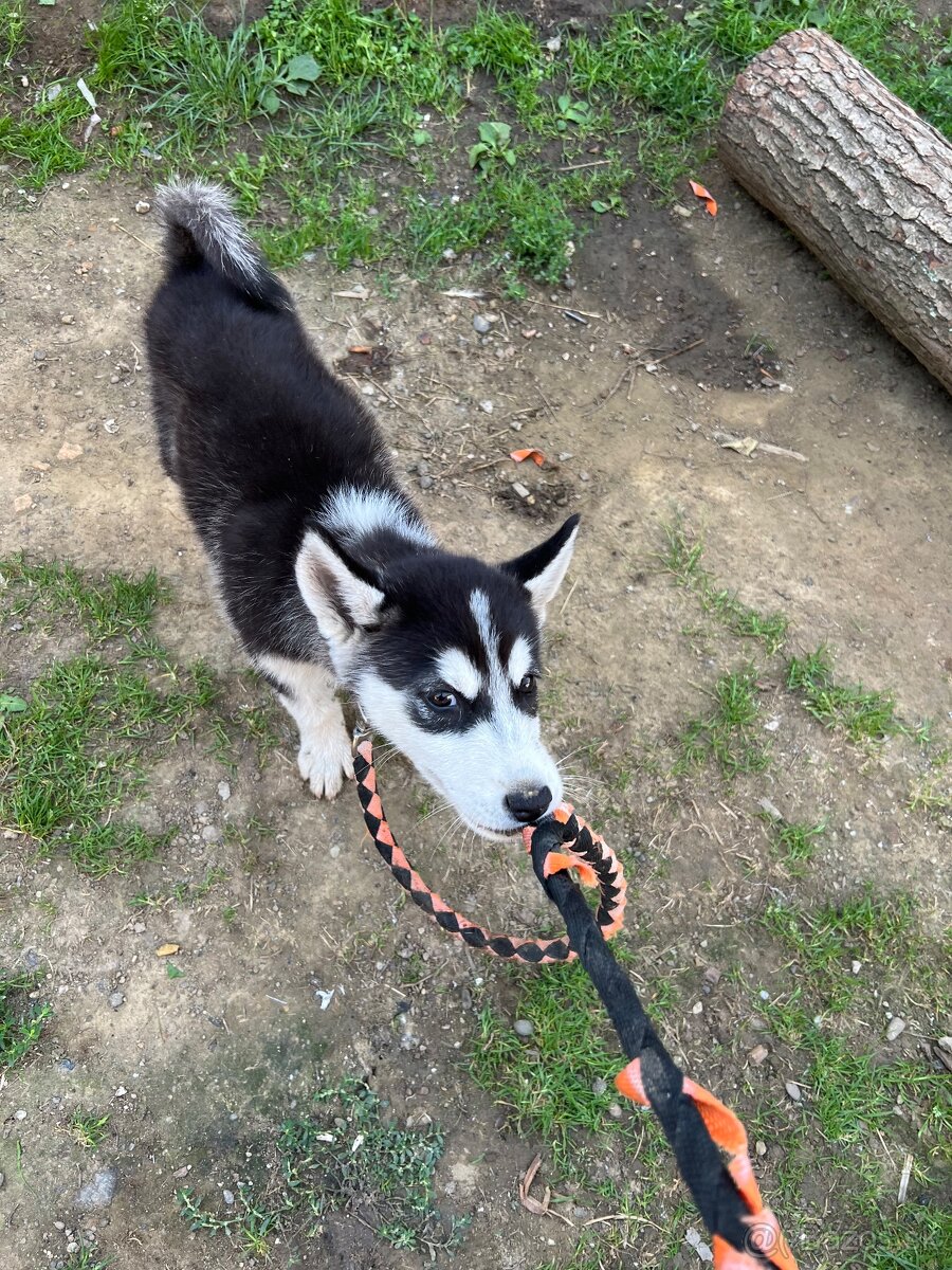 Sibirsky husky