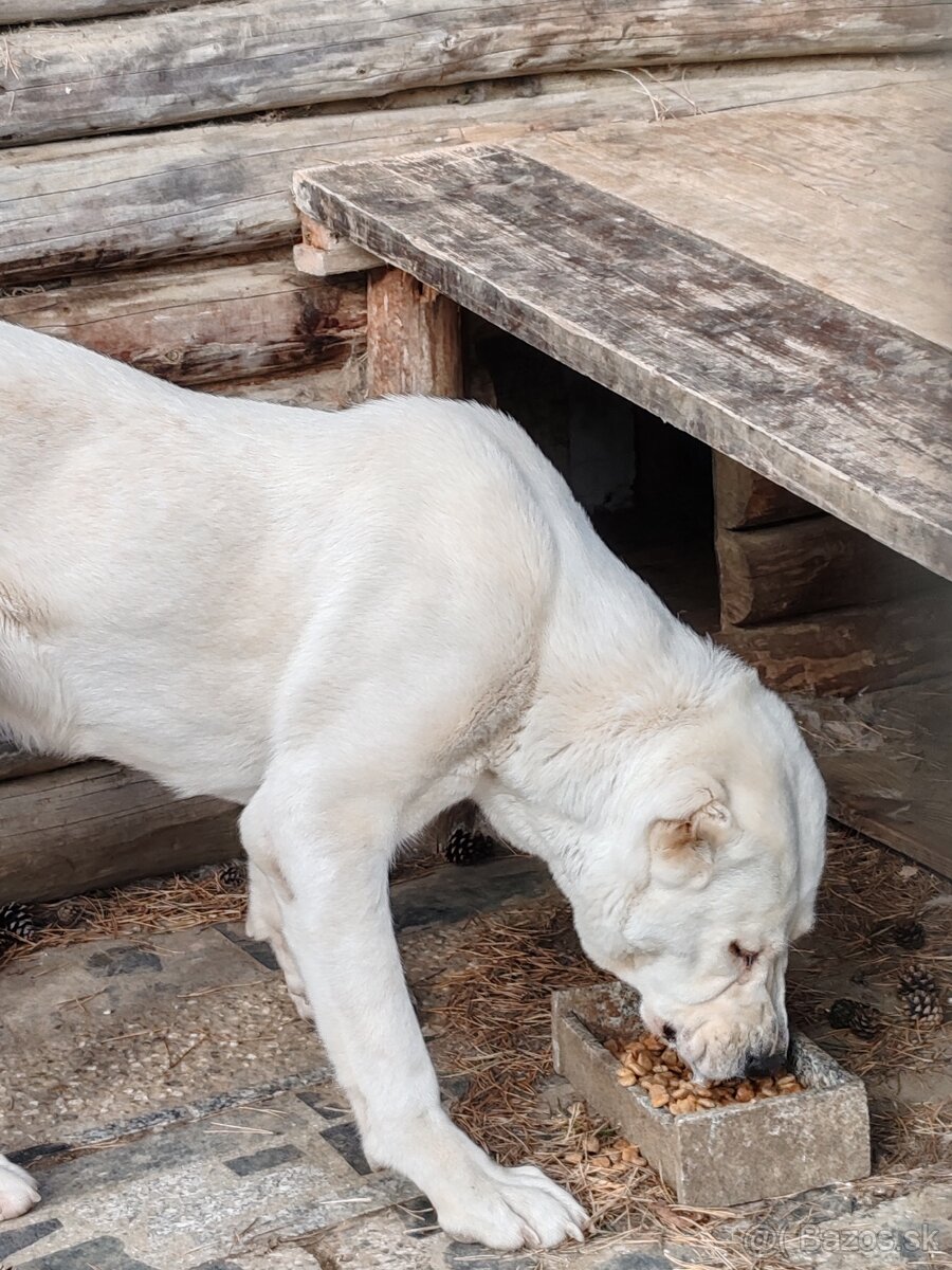 Stredoázijský ovčiak