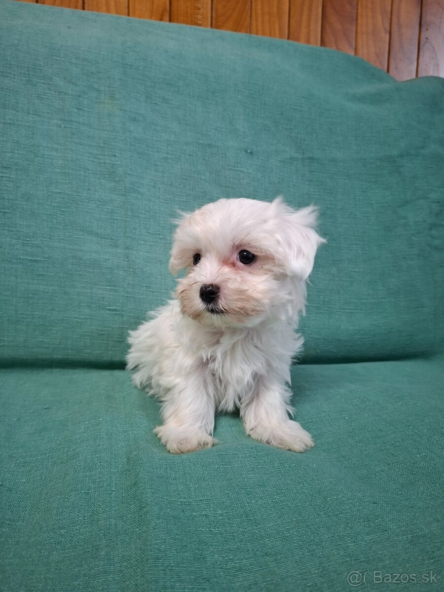Maltezak mini
