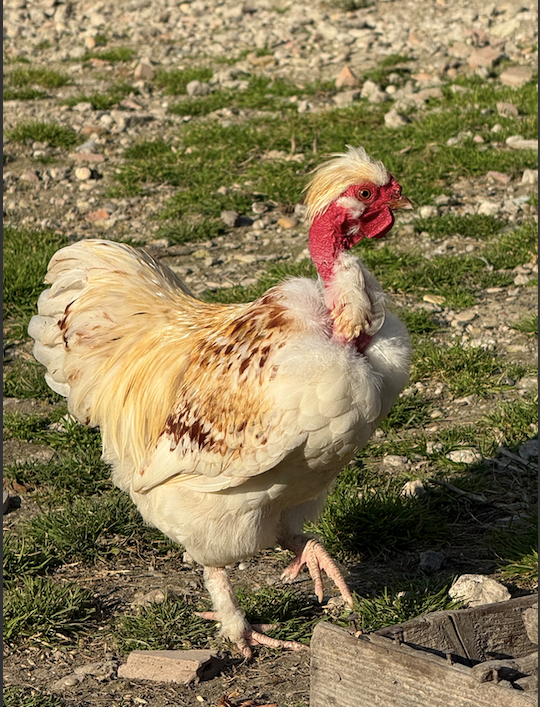 NA PREDAJ – nádherný trpasličí kohút