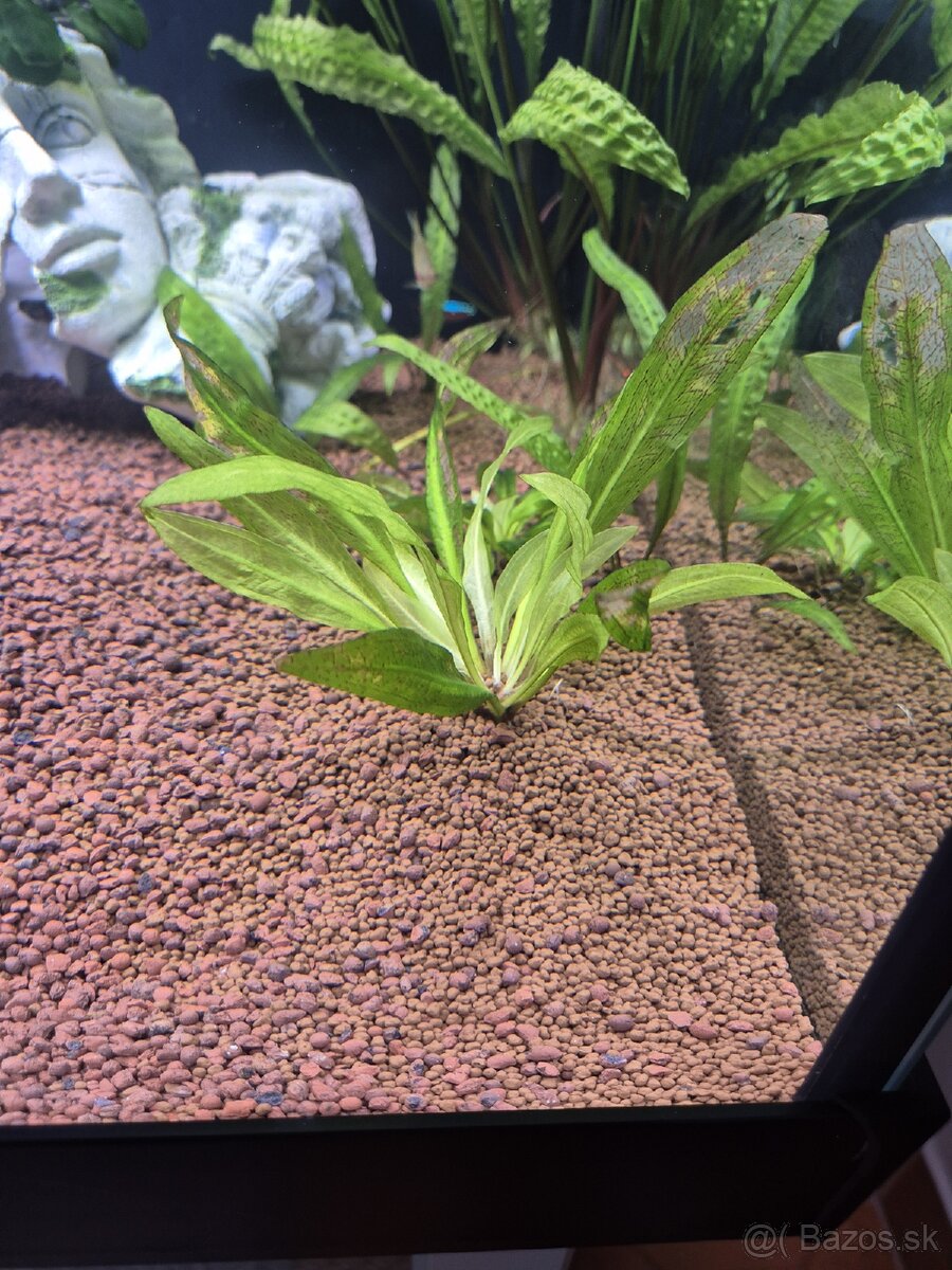 Echinodorus amazonicus