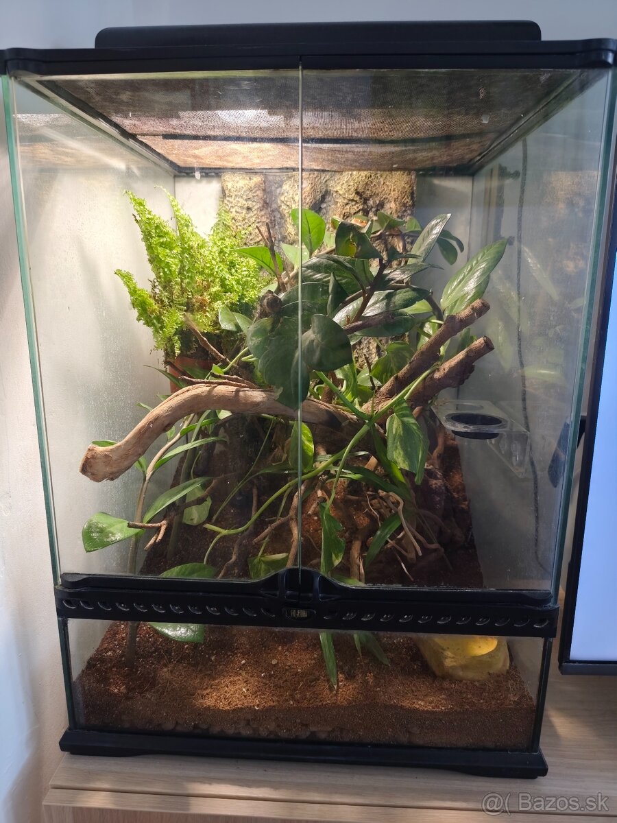 Terarium + pagekon 3ks