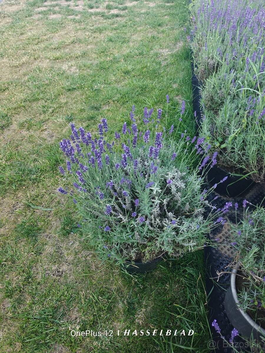 Levanduľa na predaj