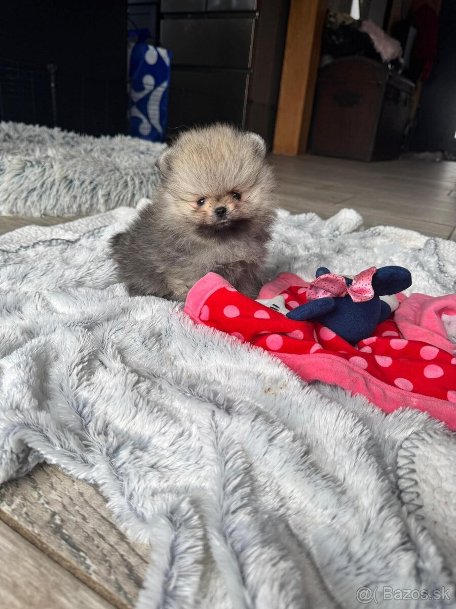 Pomeranian Boo