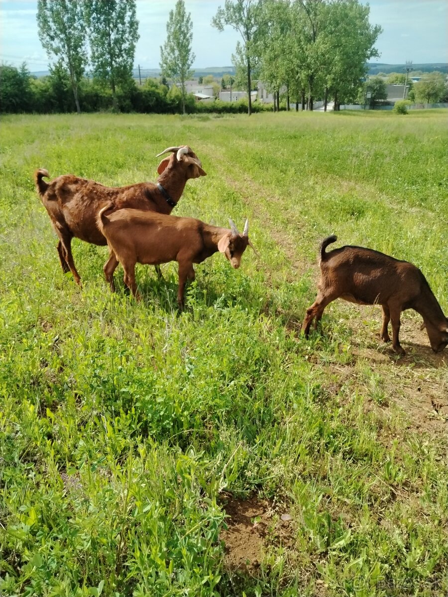 Jalovka a koza