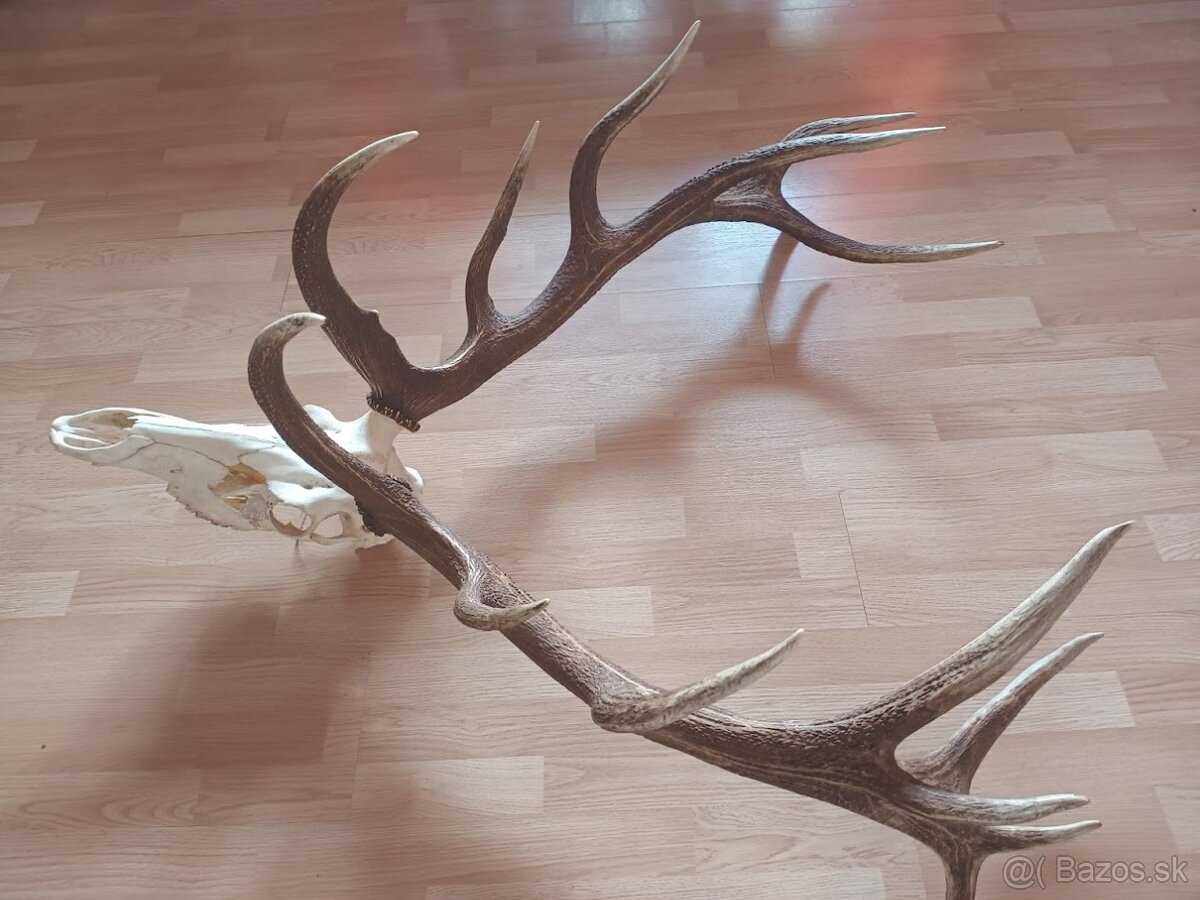 Trofej trofeje parohy parožie zhody