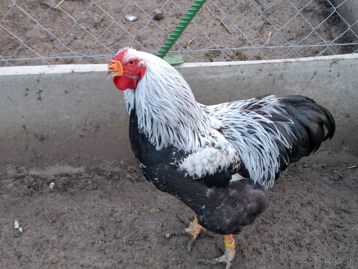 Wyandotka strieborna vlnita