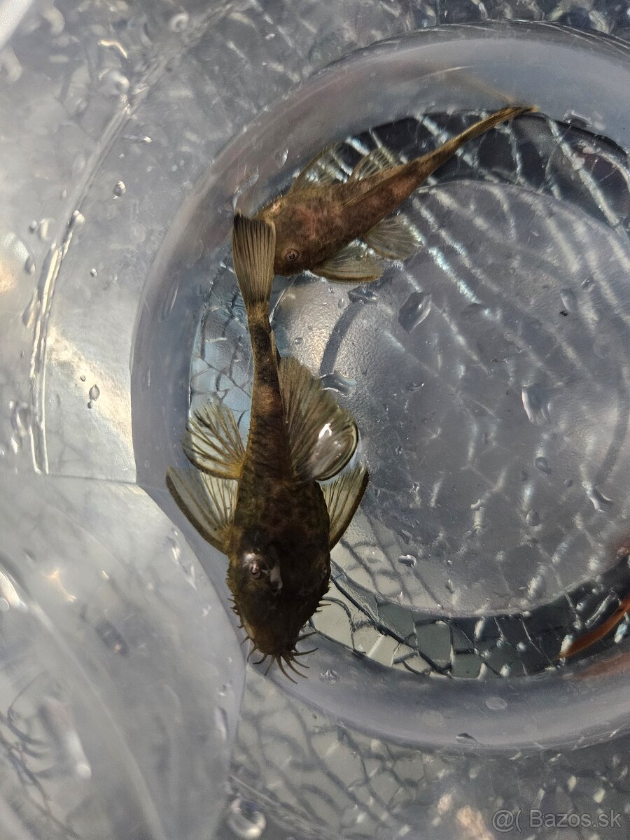 Ancistrus Green Dragon