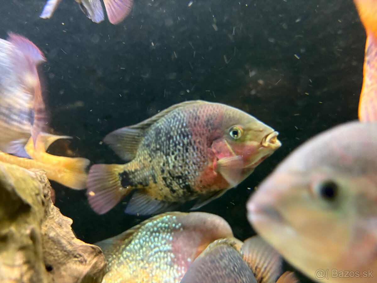 Americké cichlidy