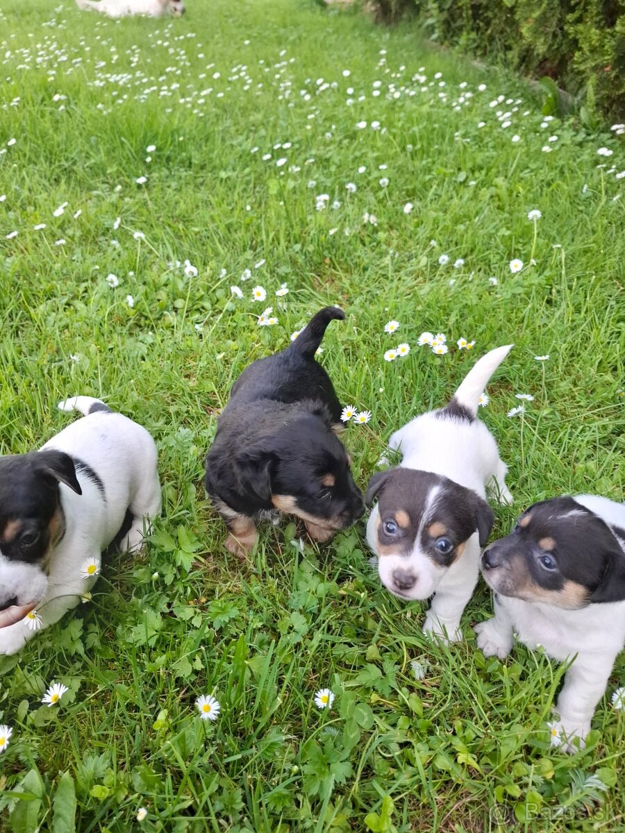 Jack Russela