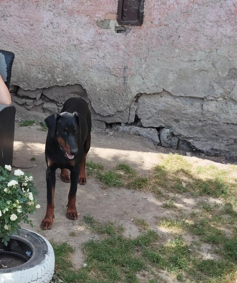 Doberman