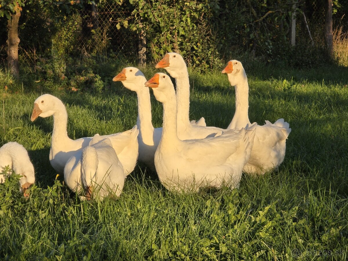 Predám ruské Cholmogorské husi
