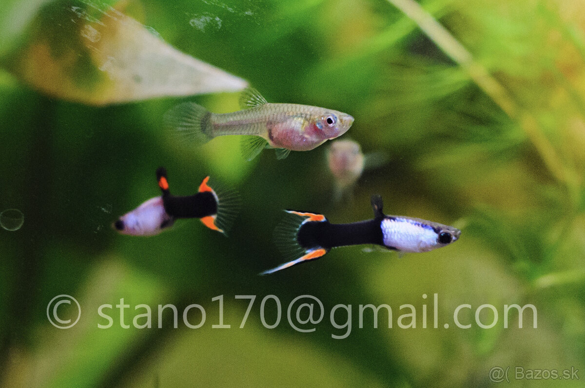 Poecilia wingei 'black silverado'