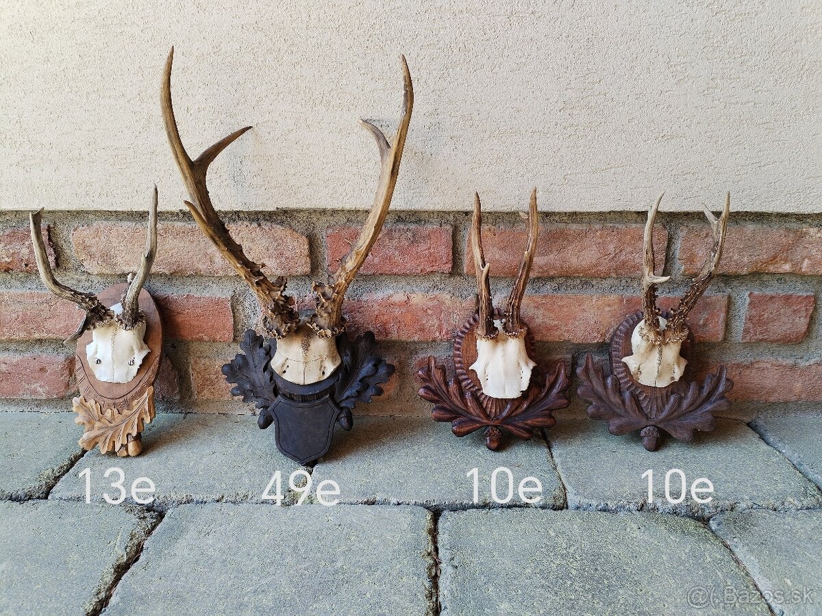 Trofeje srncov na podlozkach