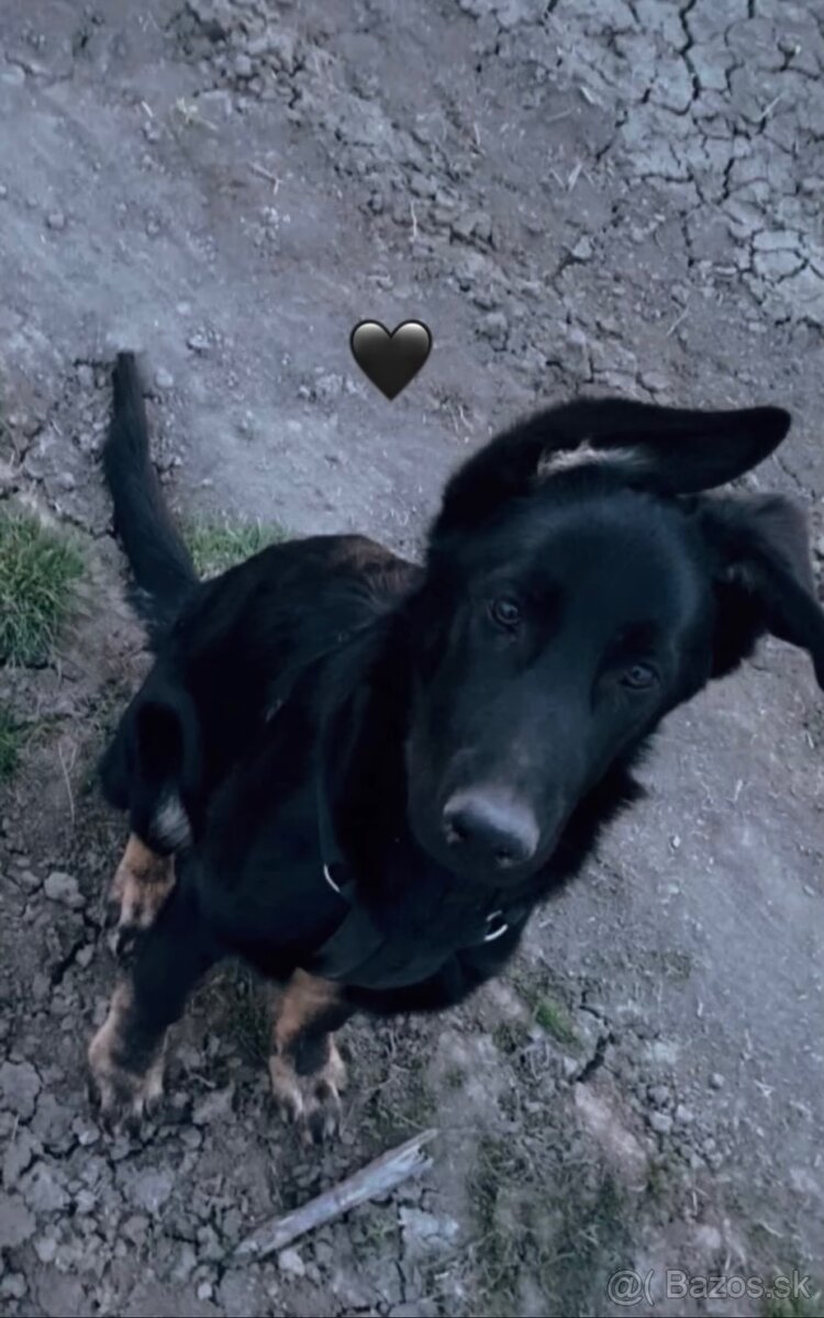 Nemecký ovčiak