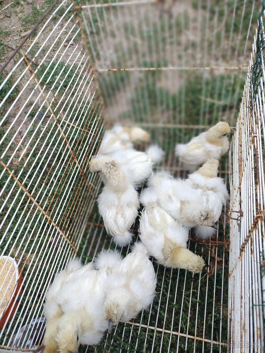 Hodvabnička biela zdrobnela