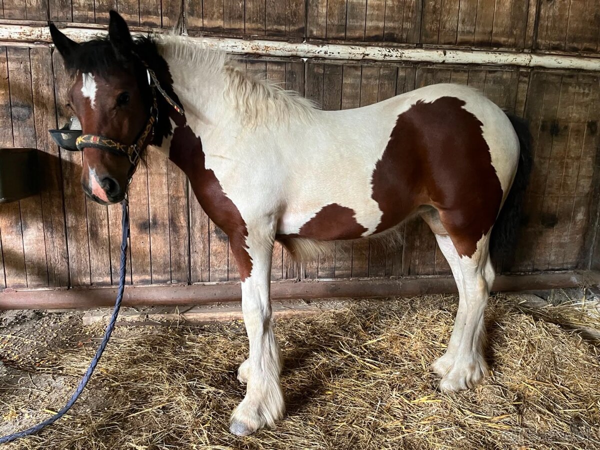 Írsky Cob žriebä (Freya)
