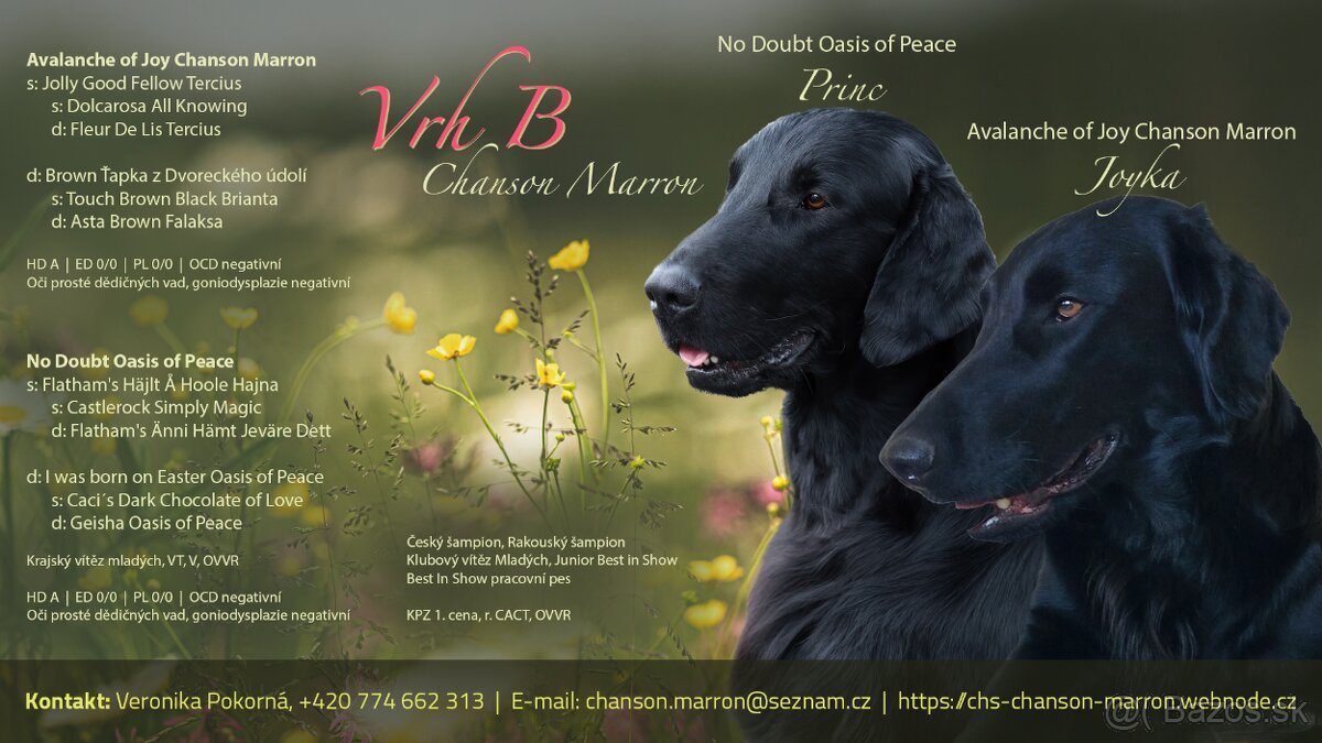 Flat coated retriever šteniatka s PP
