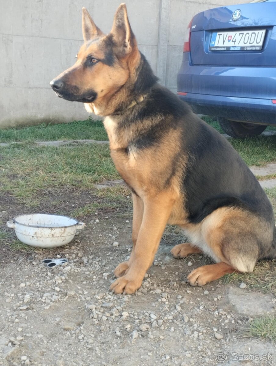 Nemecký ovčiak