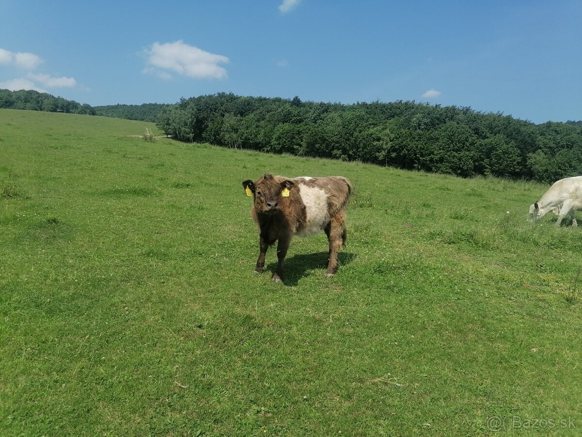 Galloway
