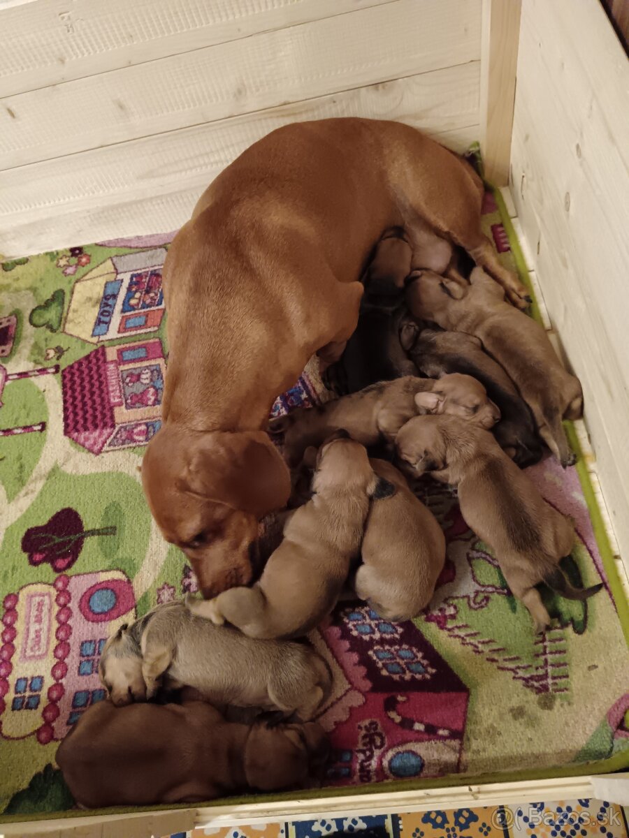 Šteniatka krátkosrtý jazvečík