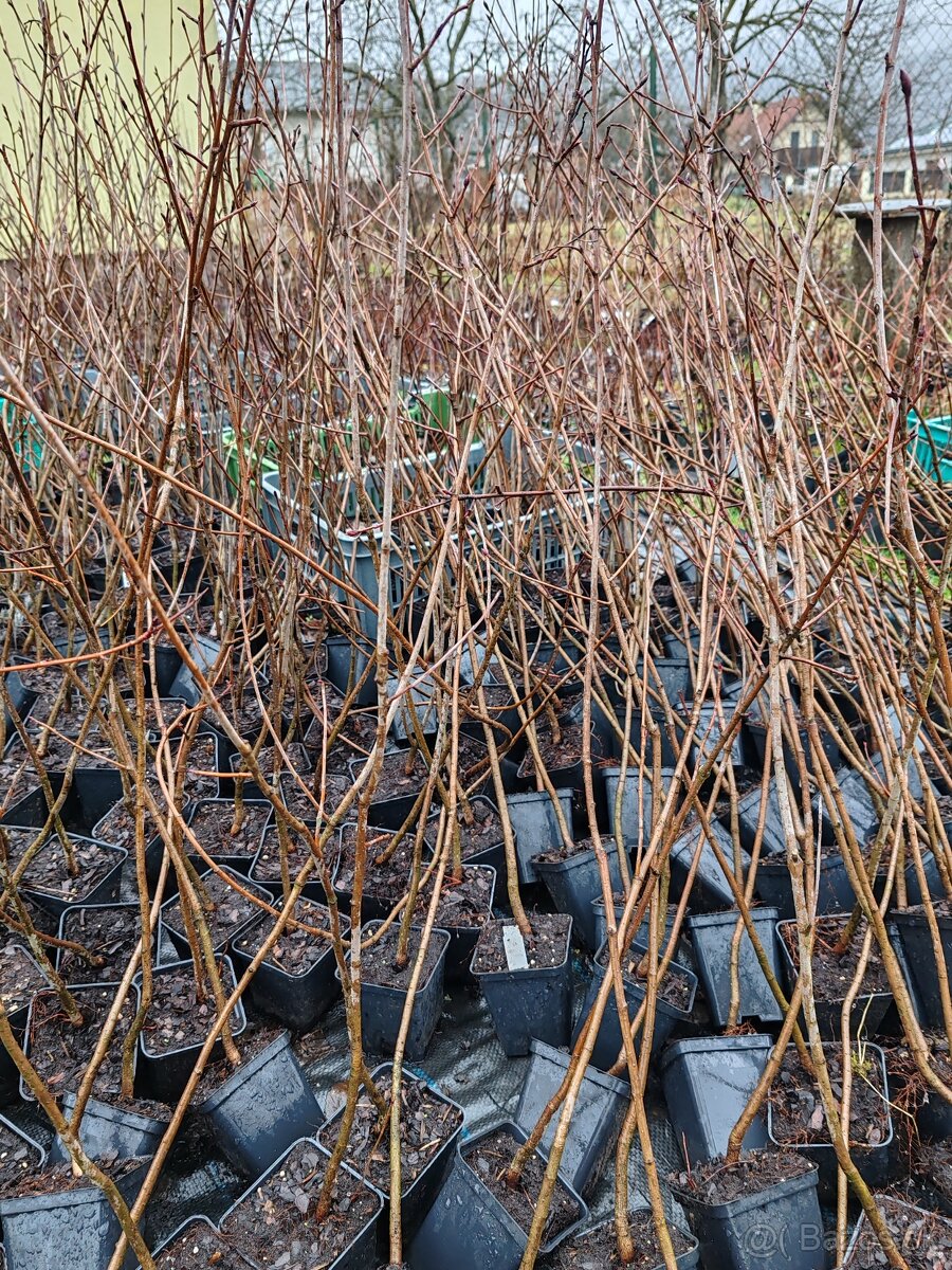 Aronia Nero,Viking
