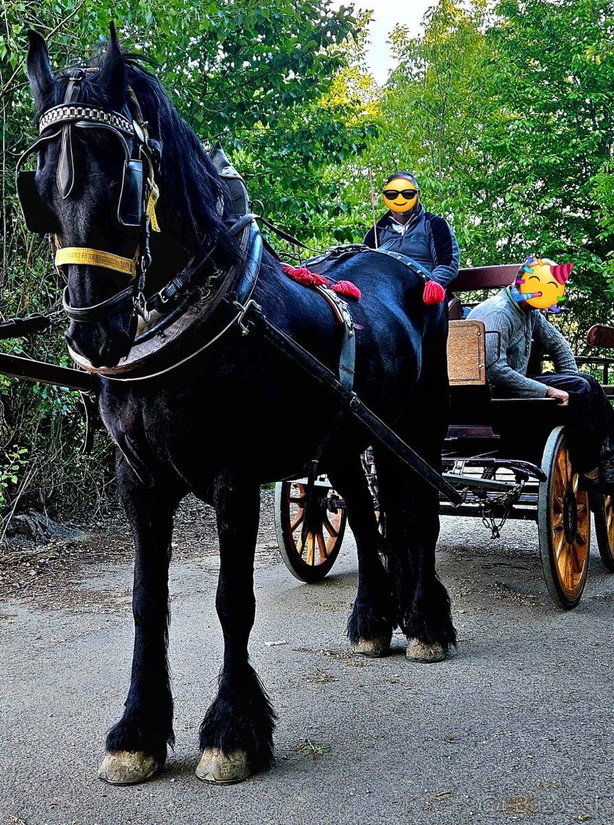 Ponúkam na predaj ORGINAL FRIZ Kobyla