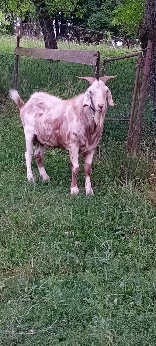 Capko