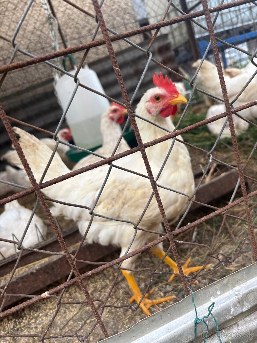 Kohúty Leghorn