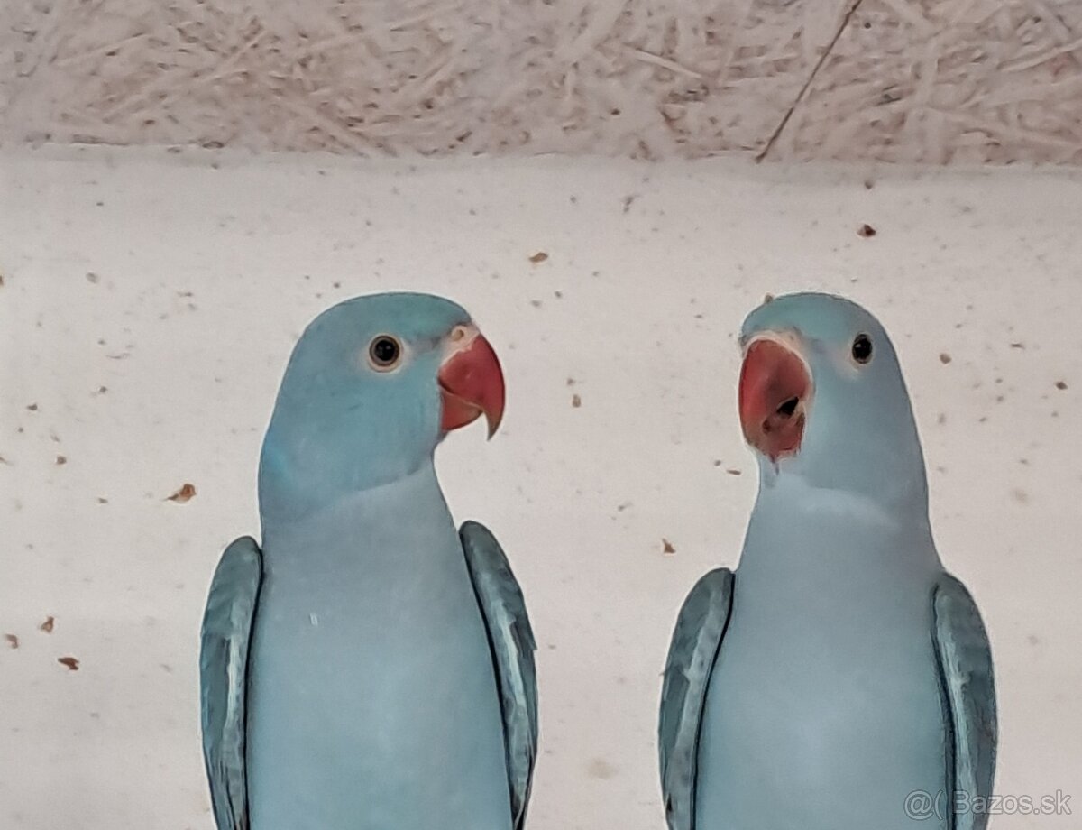 Alexander Malý s DNA